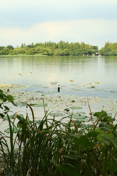 Free Peaceful lake scene with lotus leaves and distant greenery, perfect for nature lovers. Stock Photo