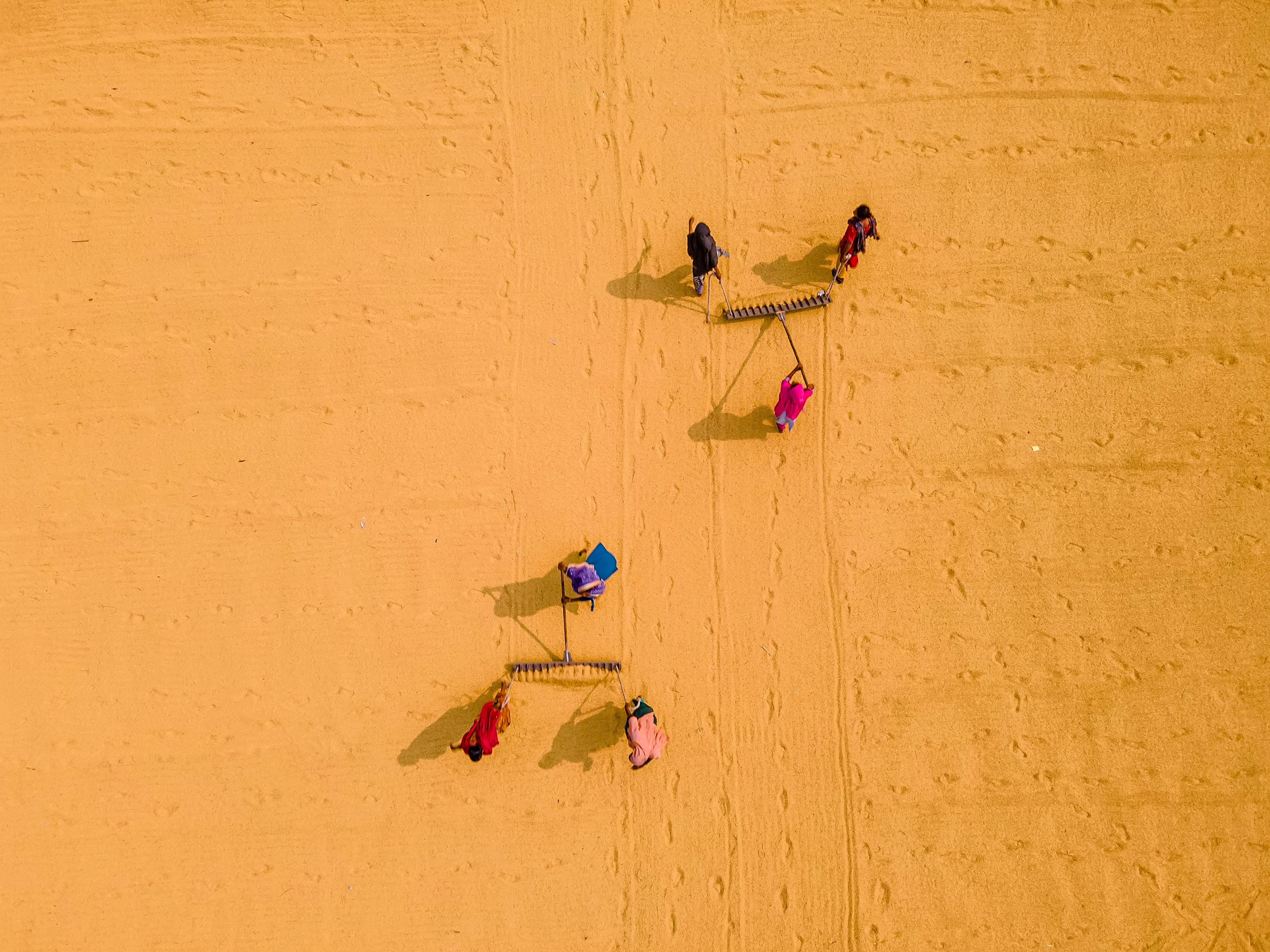 Top-down view of workers in vibrant clothing cultivating a field in Bangladesh.