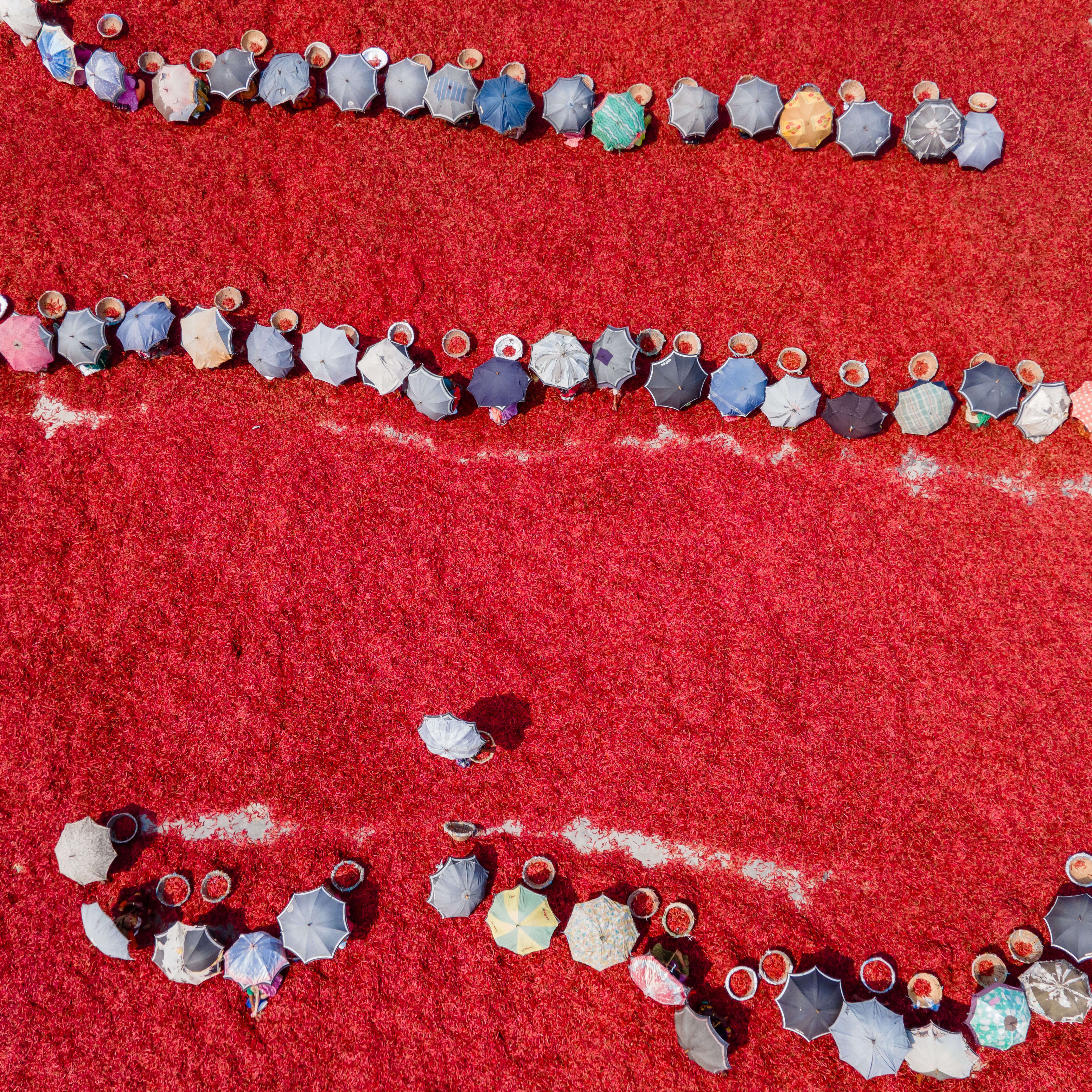 Stunning aerial shot of workers sorting red chilies, highlighting vibrant patterns and colors.