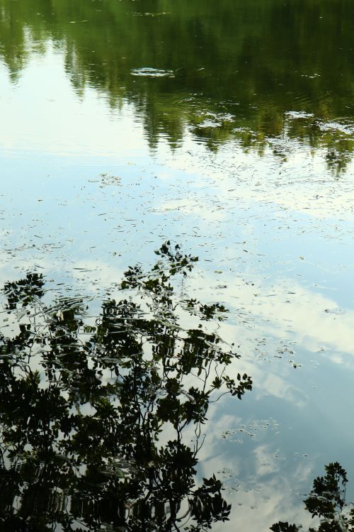 Free Peaceful lake reflecting green trees and sky, creating a tranquil scene. Stock Photo