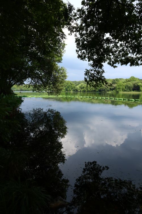 Free Tranquil lake scene with trees and sky reflecting in calm waters. Stock Photo