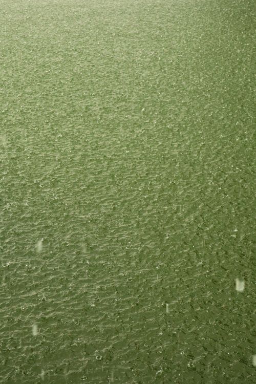 Free Top view of green water surface with raindrop ripples creating an abstract texture. Stock Photo