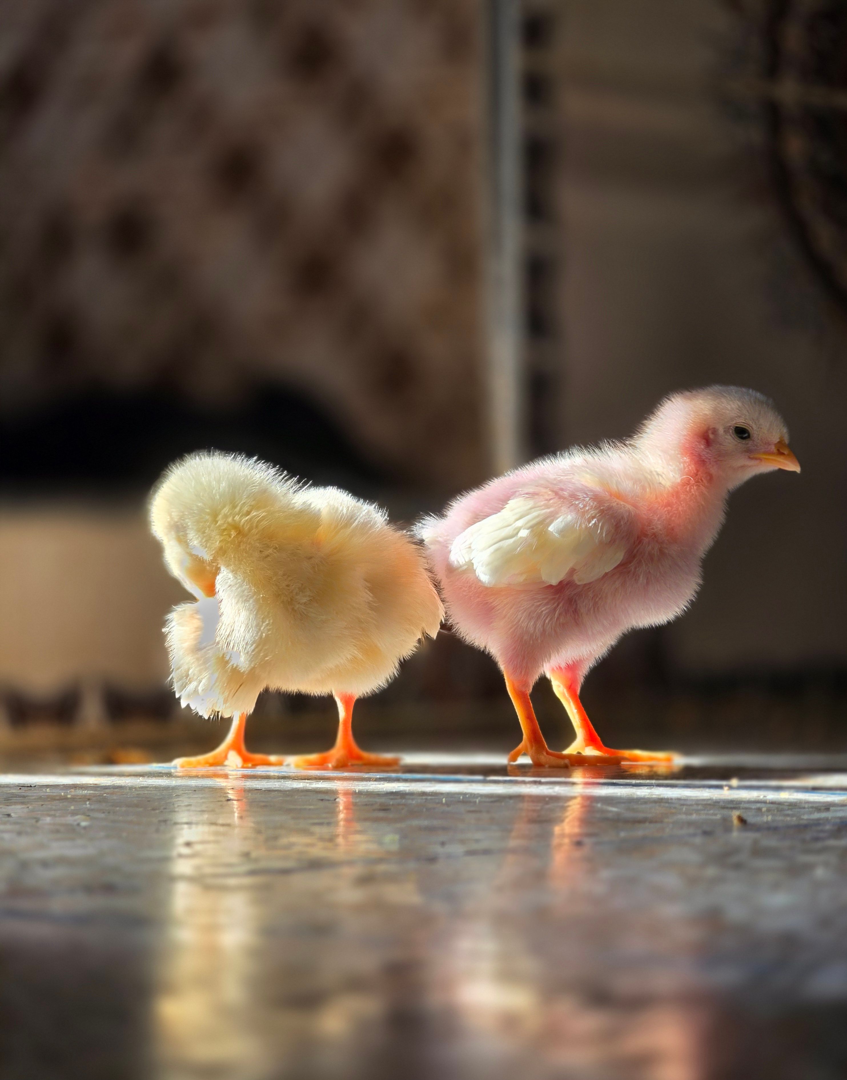 Two day-old chicks standing side by side
