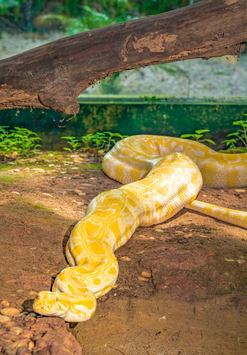 Free A large albino Burmese python basks in a sunlit outdoor enclosure, showcasing its unique yellow and white scales. Stock Photo