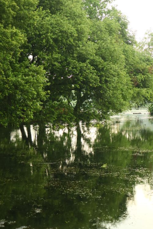 Free Tranquil scene of green trees reflecting on a calm pond, creating a peaceful atmosphere. Stock Photo