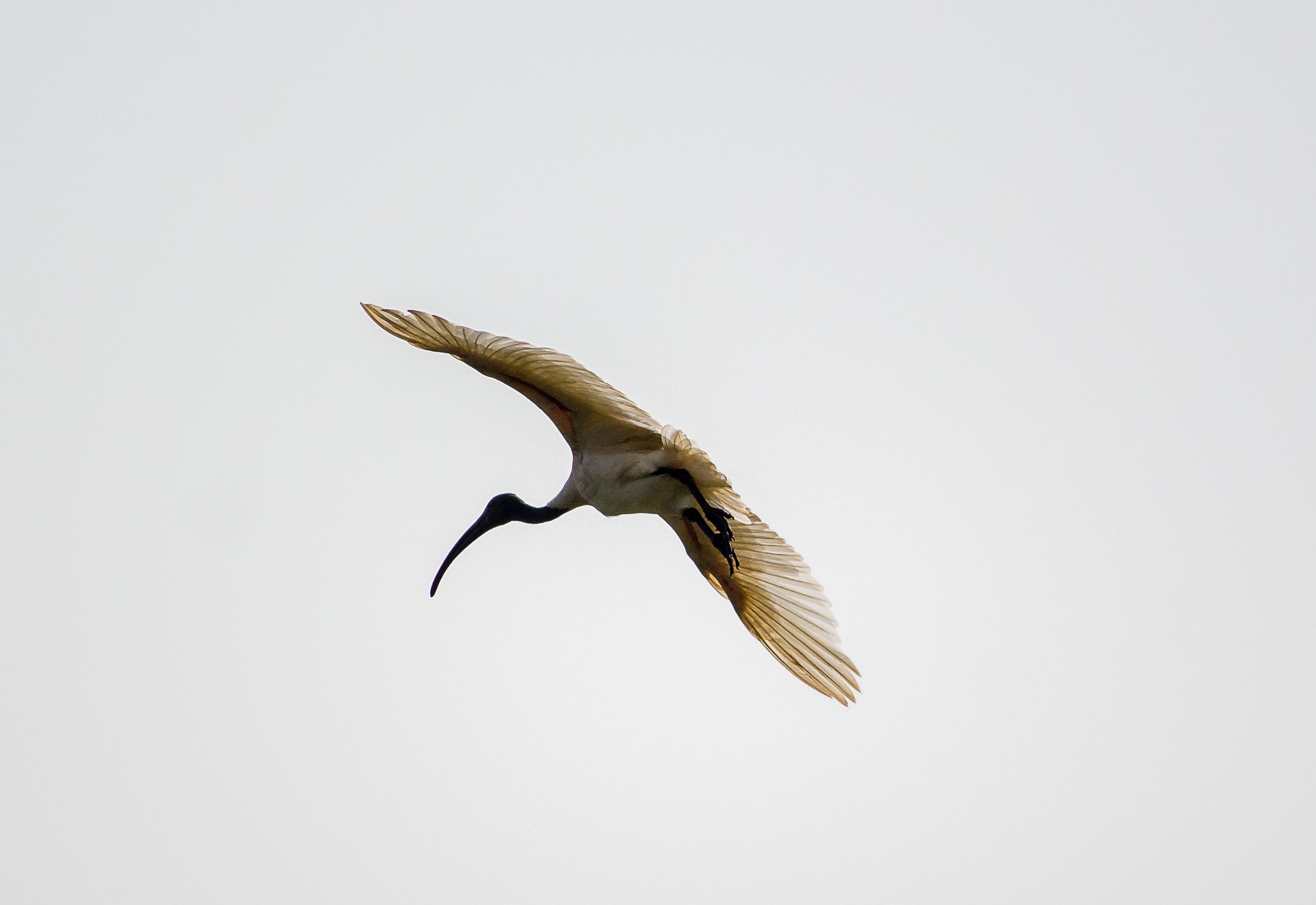 A majestic ibis flying with outstretched wings against a pale sky.