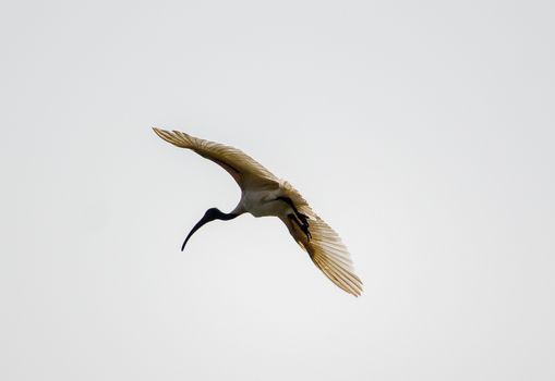 A majestic ibis flying with outstretched wings against a pale sky.