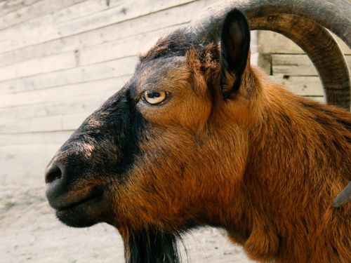 Free A detailed side profile of a brown goat with distinctive curved horns against a wooden backdrop. Stock Photo