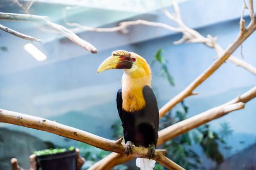 Free Close-up of a colorful hornbill perched on branch inside a zoo exhibit, highlighting vibrant plumage. Stock Photo