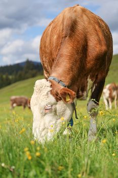 A pastoral scene of a cow grazing on lush green grass in the scenic Bavarian countryside.