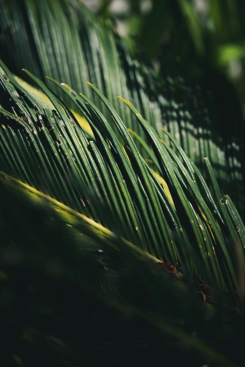 Free Close-up of vibrant green palm leaves showcasing natural beauty and intricate patterns. Stock Photo