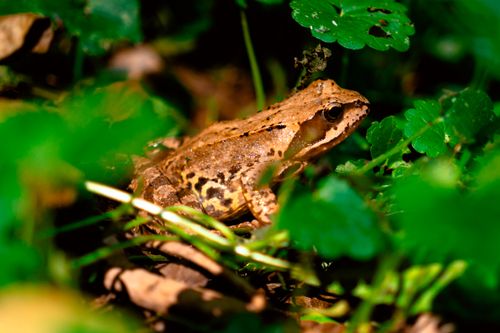 Free Detailed image of a frog amidst green foliage in a natural setting. Stock Photo