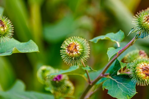 Free Vibrant close-up of burdock plant with spiky seed heads in Coesfeld, Germany. Stock Photo