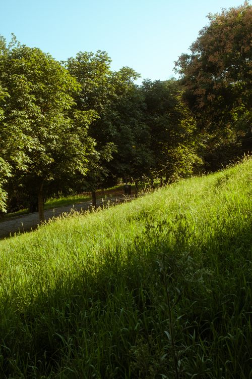 Free Lush green parkland with trees and a sunlit meadow in Istanbul. Stock Photo