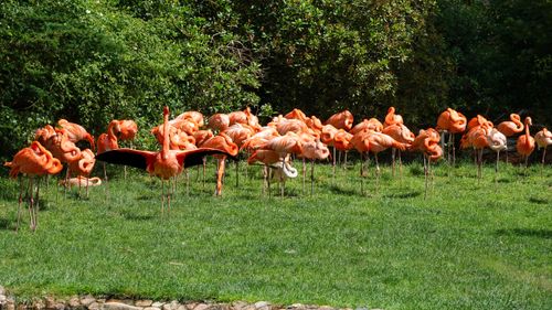 Free Captivating image of flamingos on a sunny day in Walsrode Zoo, Germany. Stock Photo