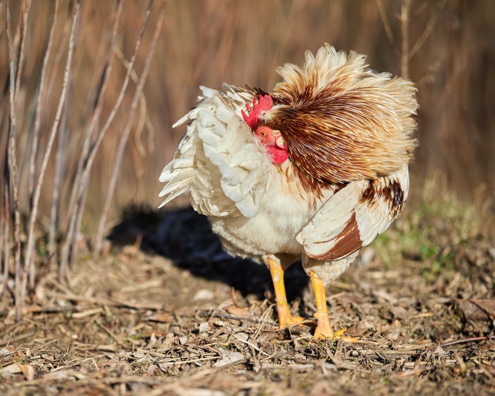 Poule frisée en train de lisser ses plumes au soleil