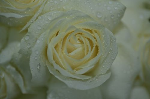 Free Detailed close-up of a white rose with sparkling dew drops, creating a fresh and elegant look. Stock Photo
