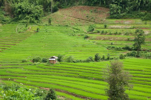 Free Vibrant green rice terraces nestled in a hilly landscape, offering a serene and agricultural view. Stock Photo
