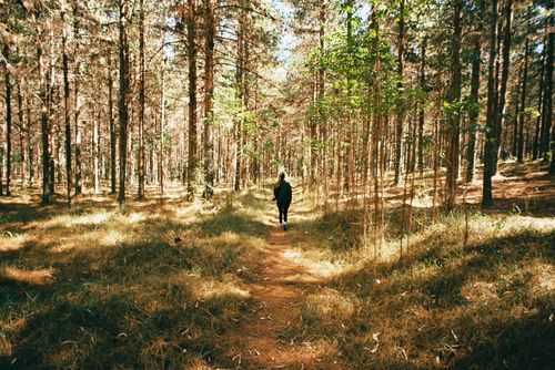 Free A solitary figure walks along a sunlit path in a dense pine forest, capturing a serene moment in nature. Stock Photo
