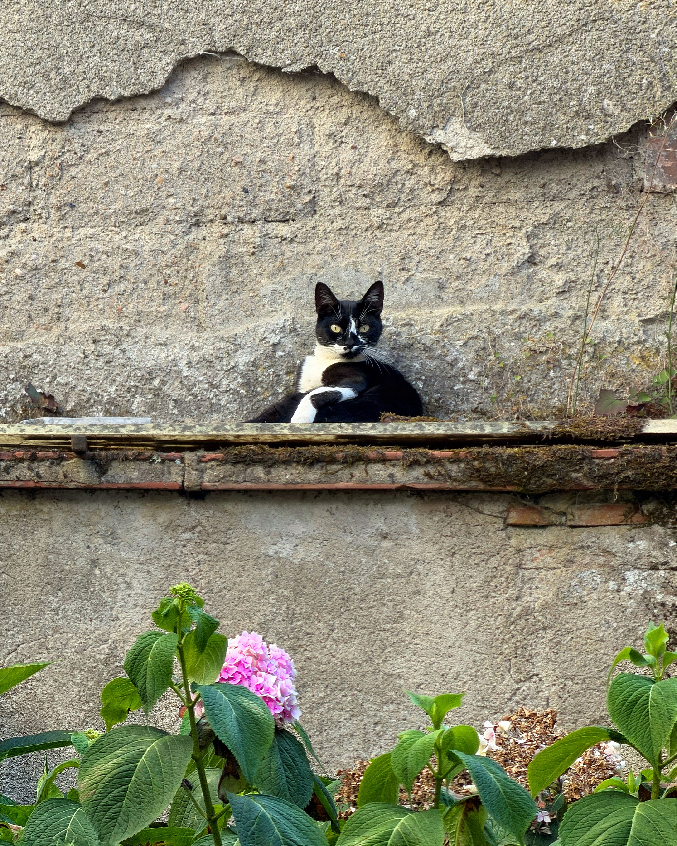 A black and white cat lounging on a worn stone wall with vibrant plants below.