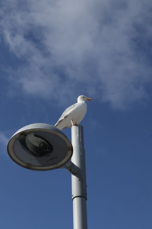 Free White seagull resting atop a street lamp in Kiel, Germany, with a clear blue sky background. Stock Photo