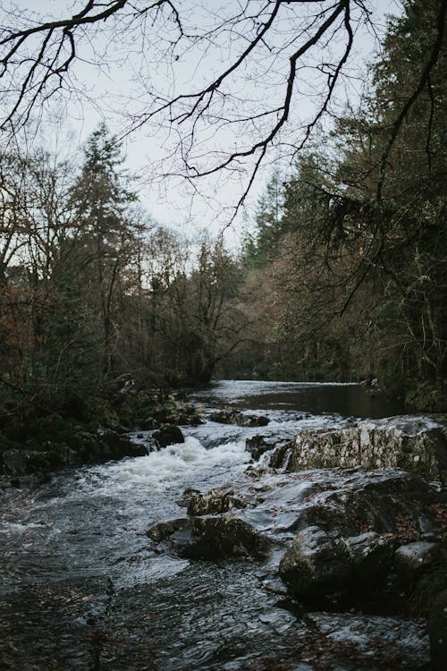 River In Between Trees