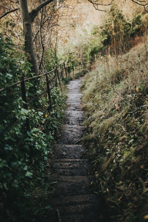 Caminho De Concreto Entre Grama Verde E árvores