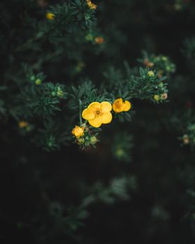 A vibrant close-up of yellow buttercup blooms with rich green foliage, showcasing nature's beauty.