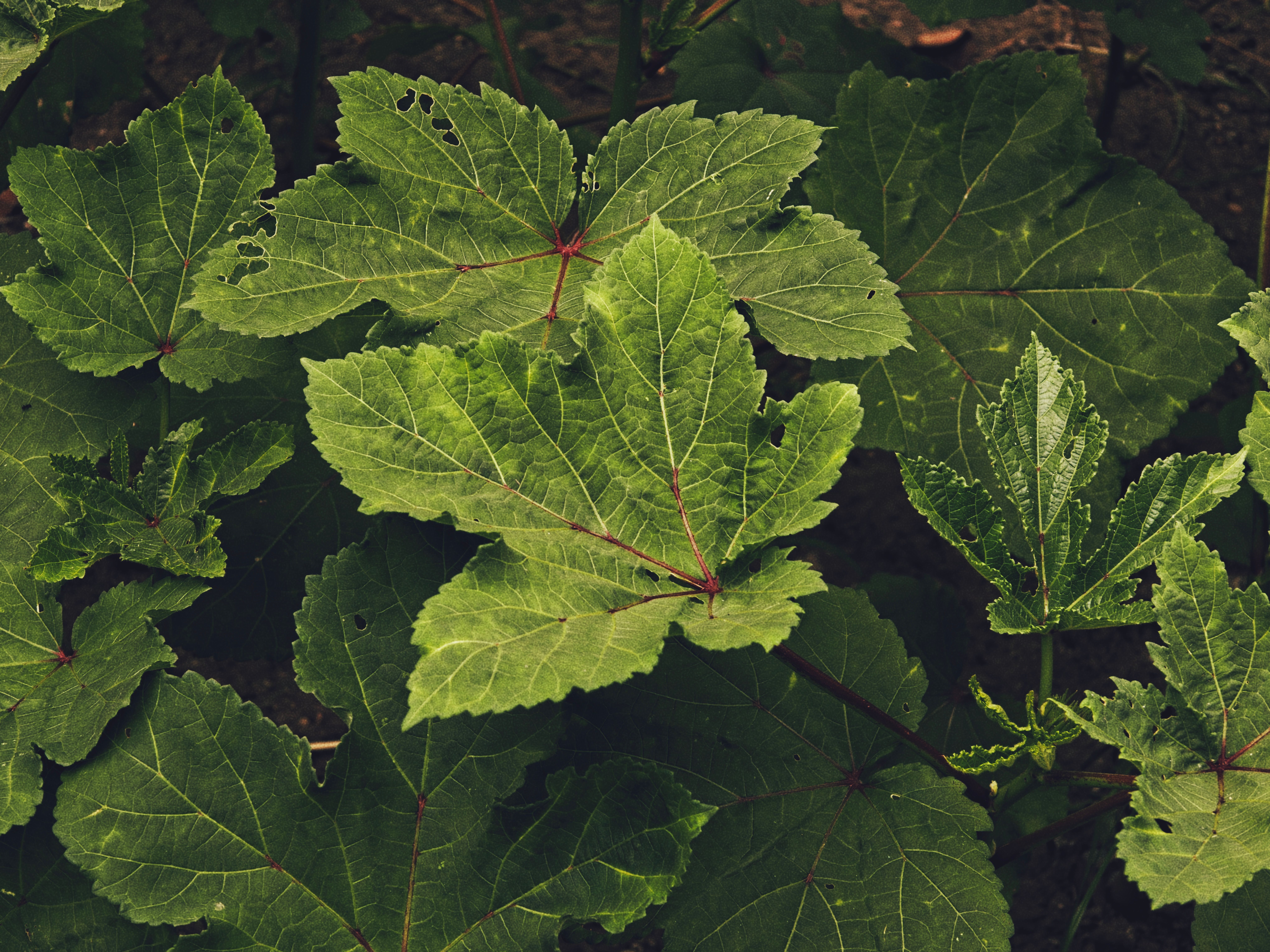Gombo : Culture et Conseils Jardinage Expert