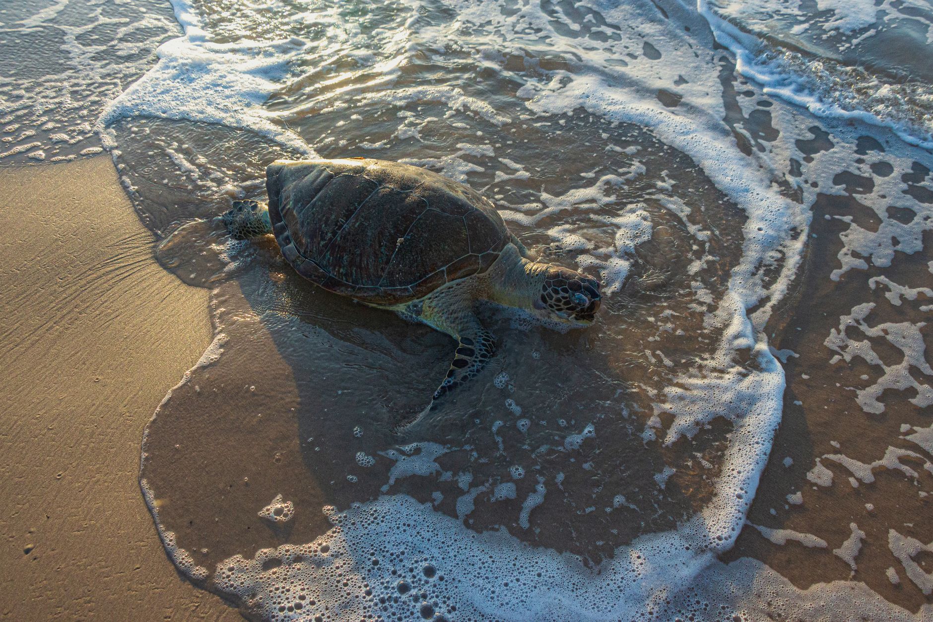 Green sea turtle crawling on the sand with ocean waves at the shore during sunset.