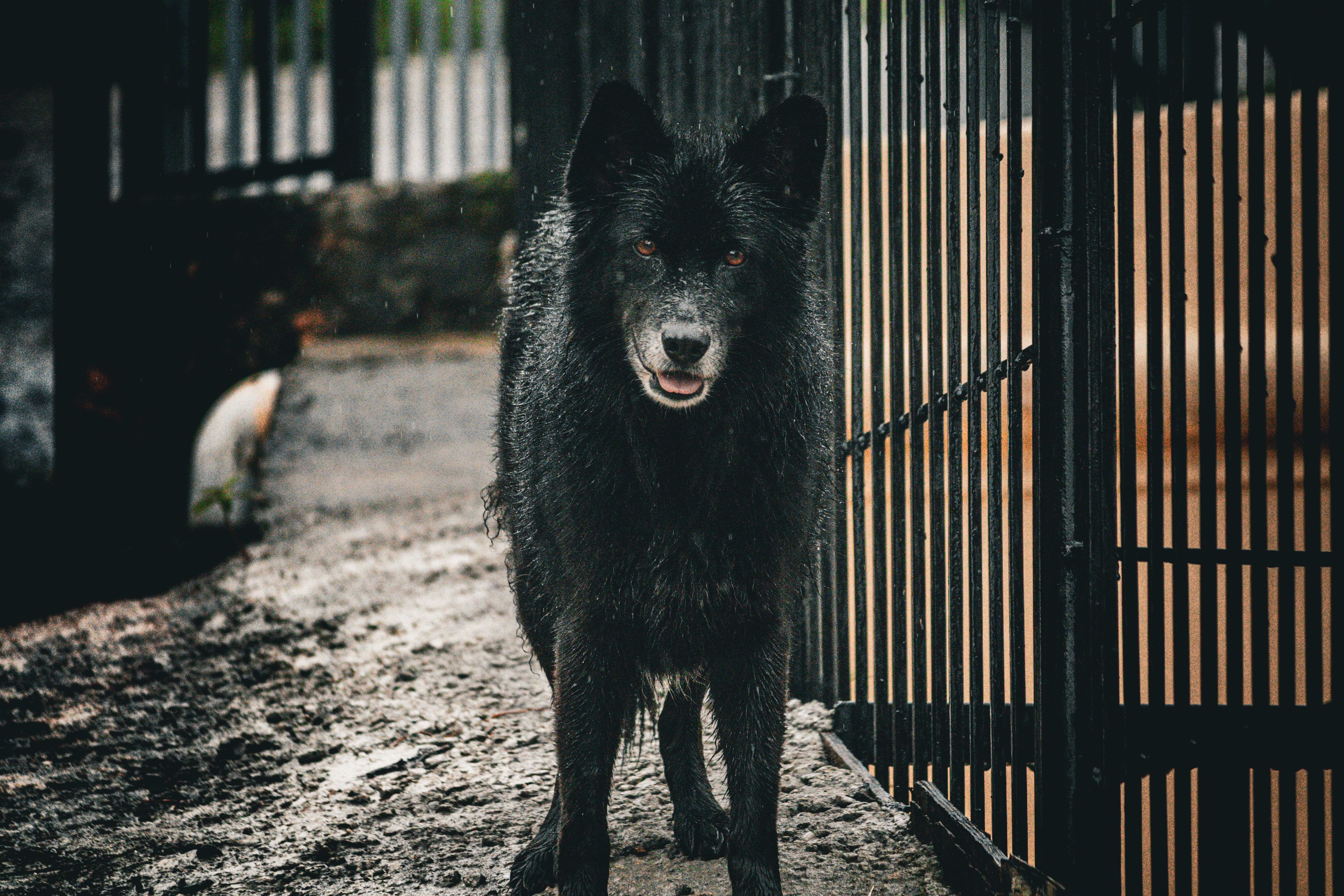 A black wolf stands in a cage during a rainy day, looking directly at the camera.