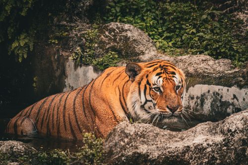 Free Close-up of a Bengal tiger in water, surrounded by rocks and foliage. Stock Photo