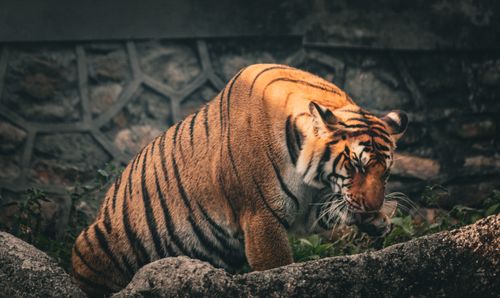 Free Close-up of a Bengal tiger with striking stripes, resting in a rocky environment. Stock Photo