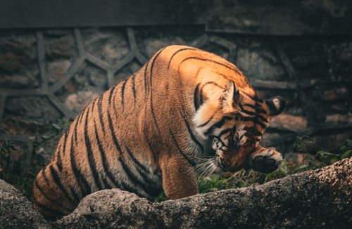 Free Close-up of a Bengal tiger resting on a rock in its natural habitat, showcasing its majestic features. Stock Photo