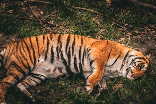 Free A serene Siberian tiger peacefully sleeps on grass surrounded by natural foliage. Stock Photo