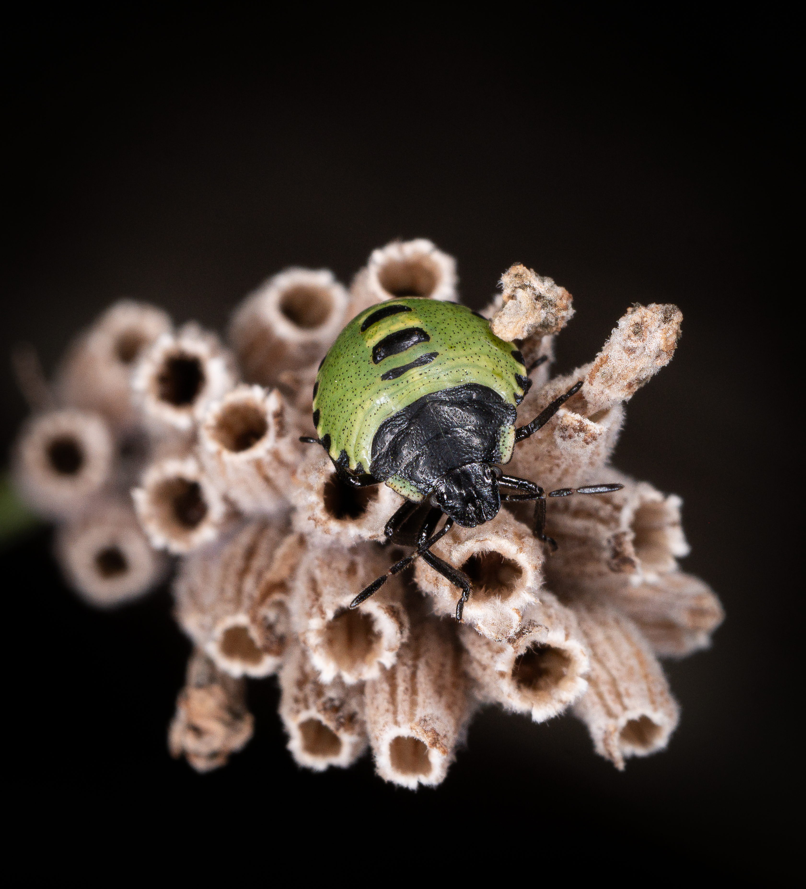 Close-up shot of a green stink bug resting on a brown seed pod against a dark background.