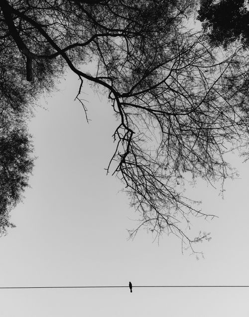 Free Silhouette of bird on wire with bare tree branches, moody black and white. Stock Photo