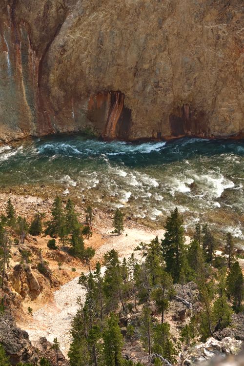 Free Scenic view of a river flowing through a rocky canyon surrounded by pine trees. Stock Photo