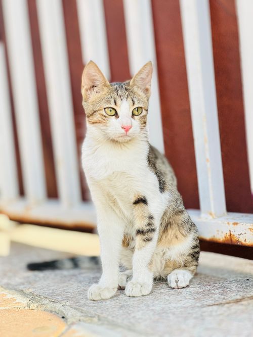 Free Charming tabby cat sitting on a pavement against a metal fence, gazing attentively. Stock Photo
