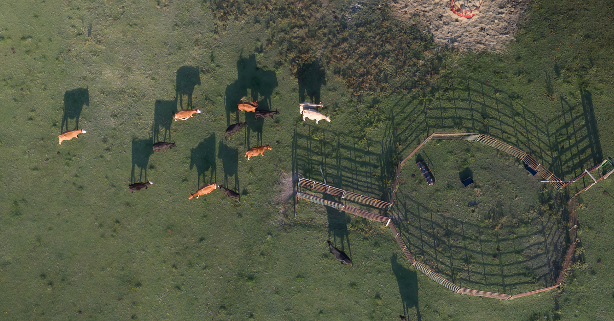 Aerial shot of cows grazing in a farm field in Hartsville, South Carolina at sunset.