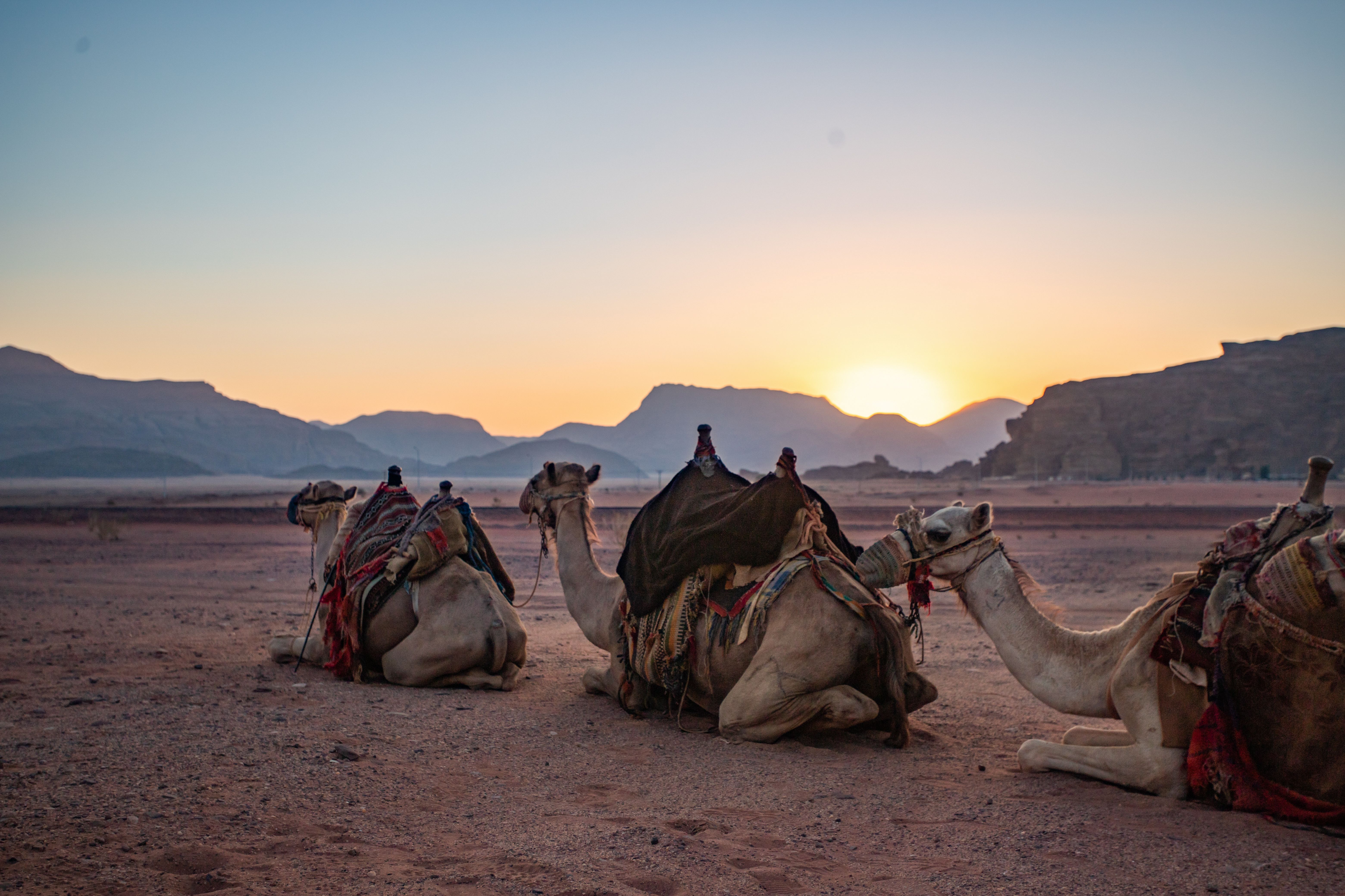 Camels sitting in the Wadi Rum desert during a beautiful sunset, showcasing a serene landscape.