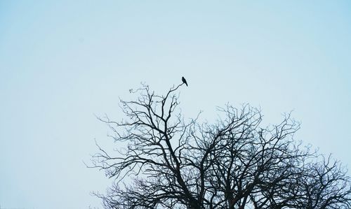 Free A lone bird perched on a bare tree branch against a clear winter sky, creating a minimalist scene. Stock Photo