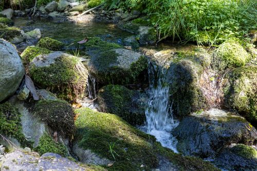 Free A tranquil forest stream with moss-covered rocks and sunlight filtering through leaves. Stock Photo