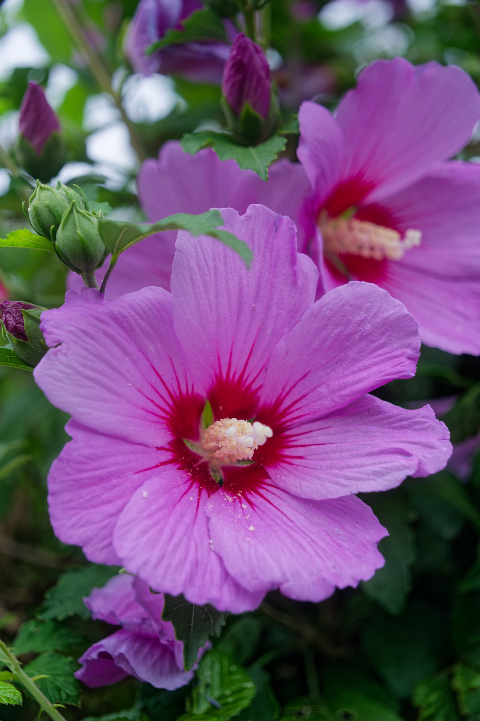 Fleurs roses d'hibiscus des jardins, bokeh vert en arrière-plan