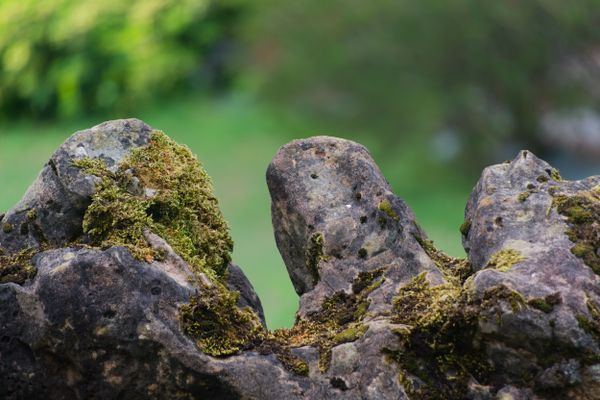 Gros plan sur du lichen et de la mousse couvrant des rochers, à Buzy