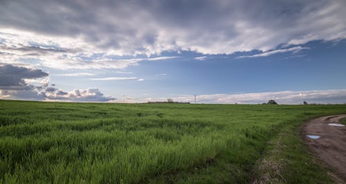 Grünes Gras Unter Blauem Himmel