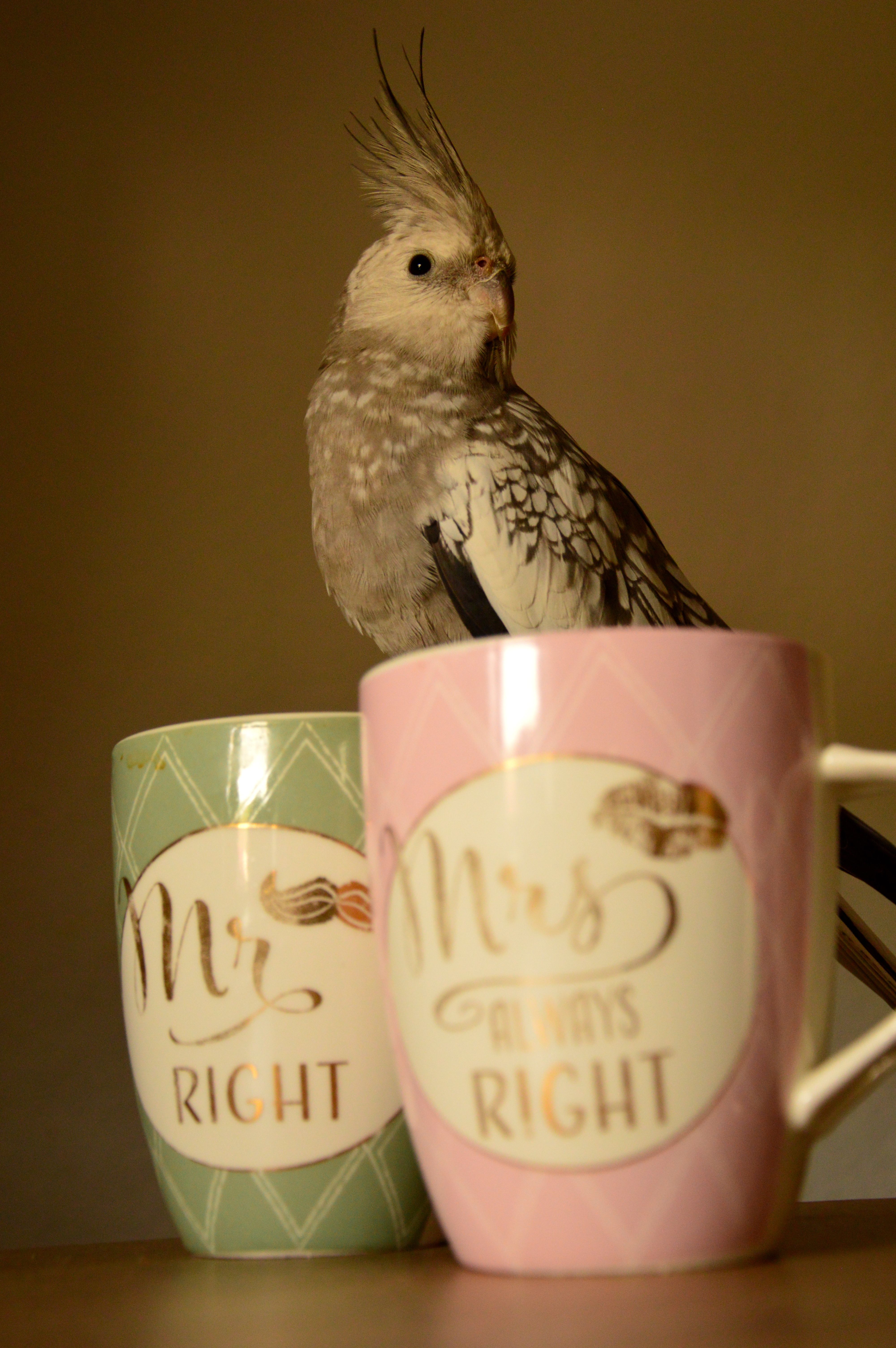 A cockatiel perched on colorful mugs labeled 'Mr Right' and 'Mrs Always Right'. Perfect for humor and relationship themes.