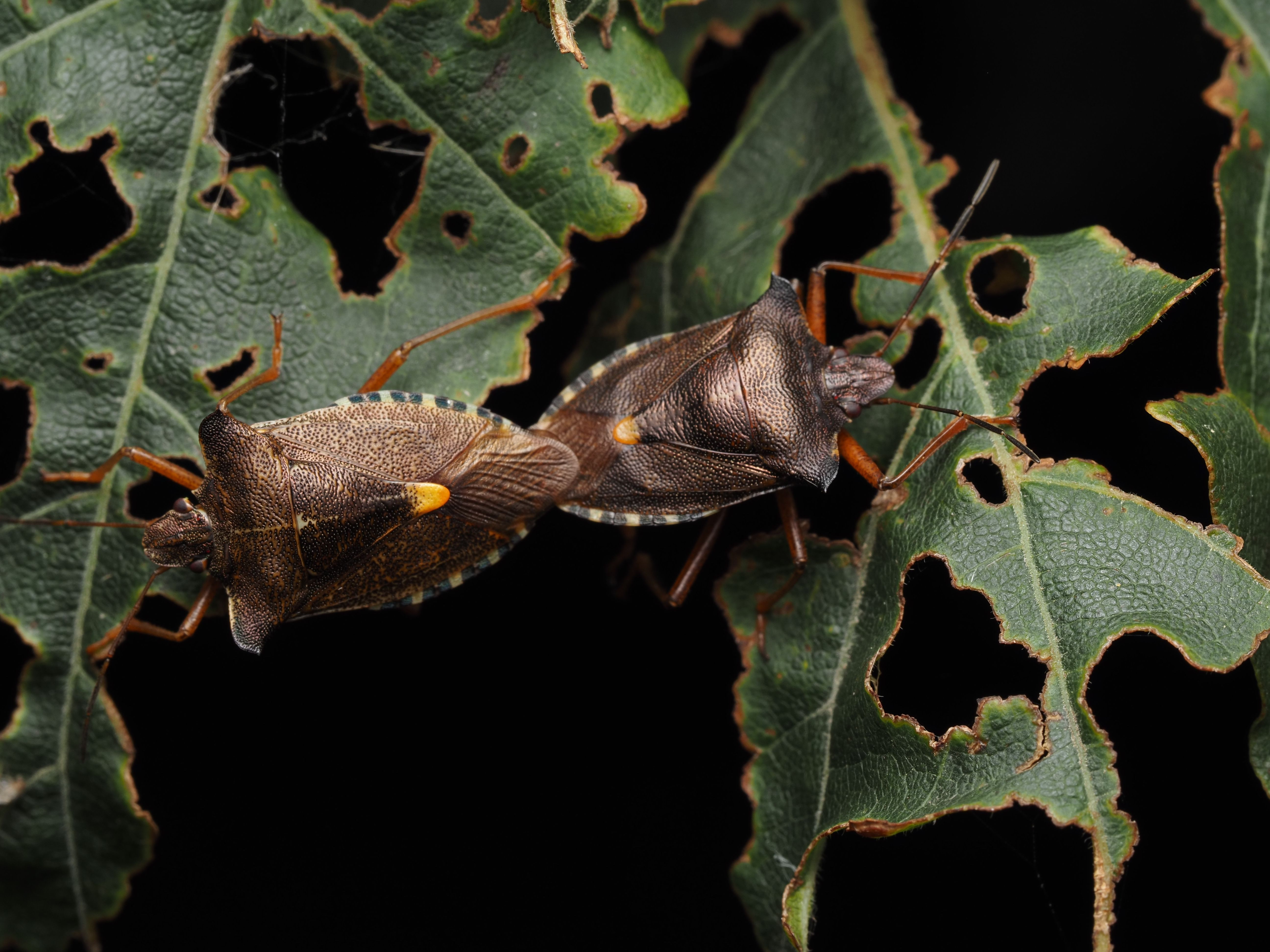 Macro shot of shield bugs on damaged leaves, highlighting nature's interaction.