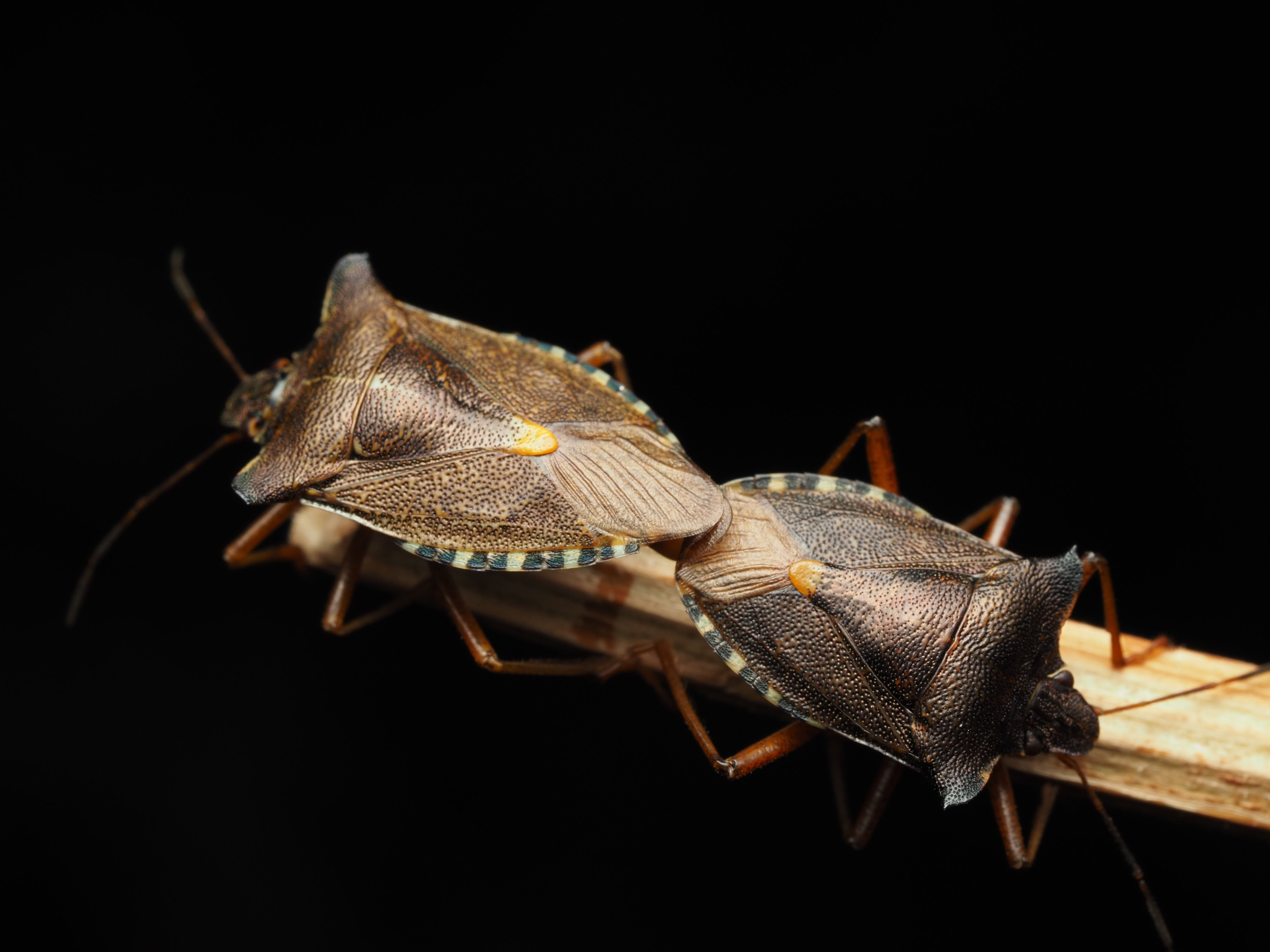 Detailed macro shot of two stink bugs mating on a twig against a black background.