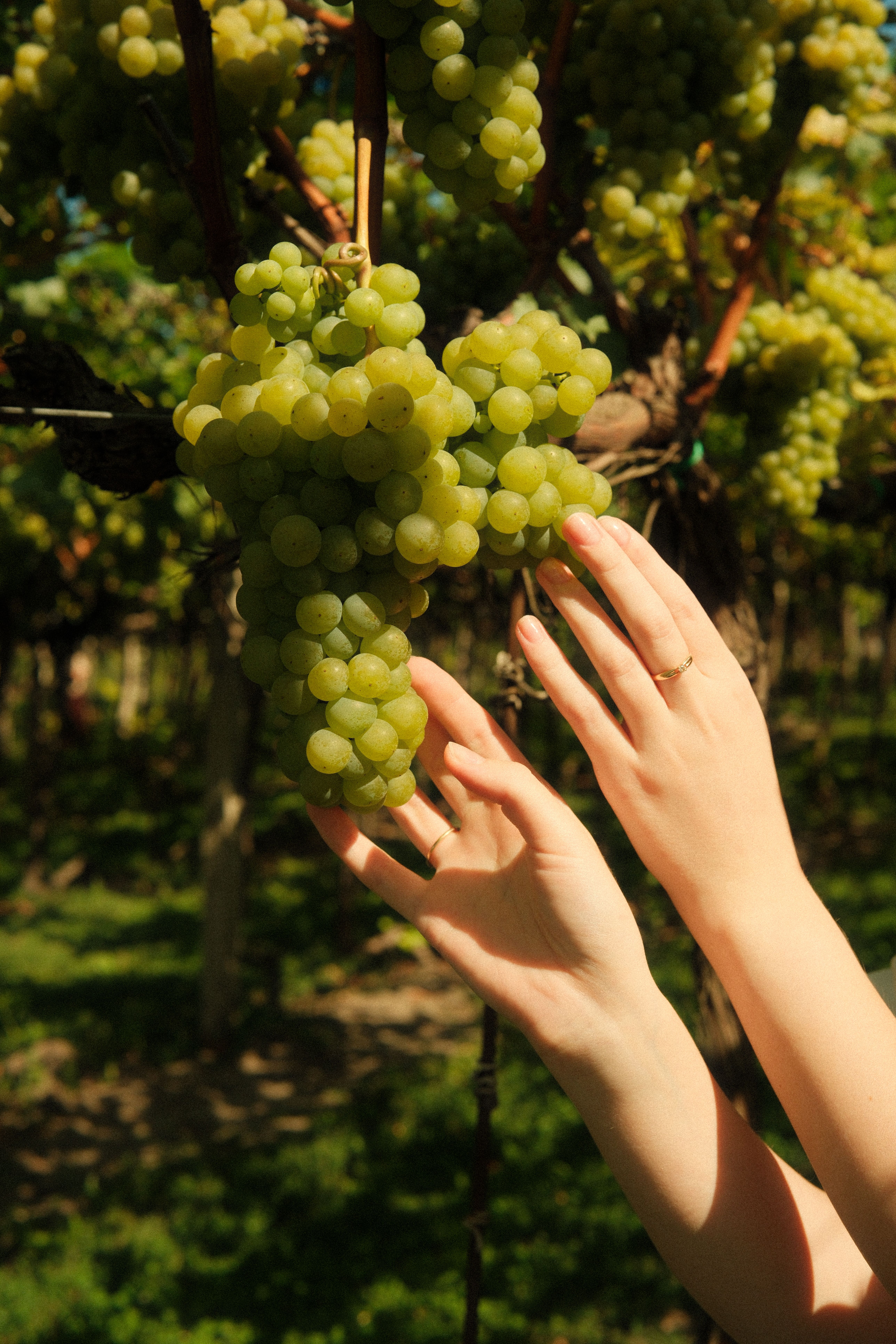 A pair of hands gently reaching for ripe green grapes in a sunny vineyard.